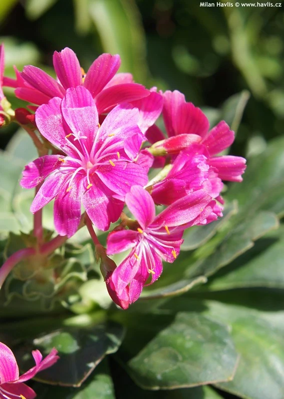 Růžové květy levisie květnaté rostou na zelených listech.