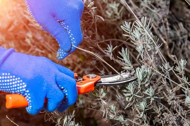 Ruční řez levandule nůžkami v rukavicích na jaře