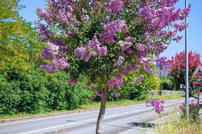 Fialový pukol indický kvete u silnice na pozadí zelené přírody.