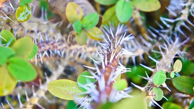 Spiny euphorbia plant with leaves and thorns