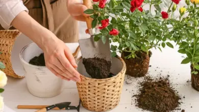 Přesazování růže do květináče s použitím zahradního náčiní.