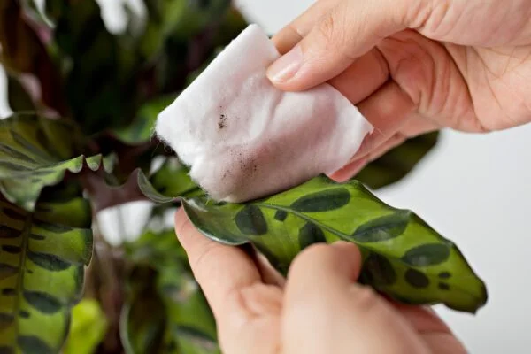 Ruka čistí list rostliny calathea hadříkem.