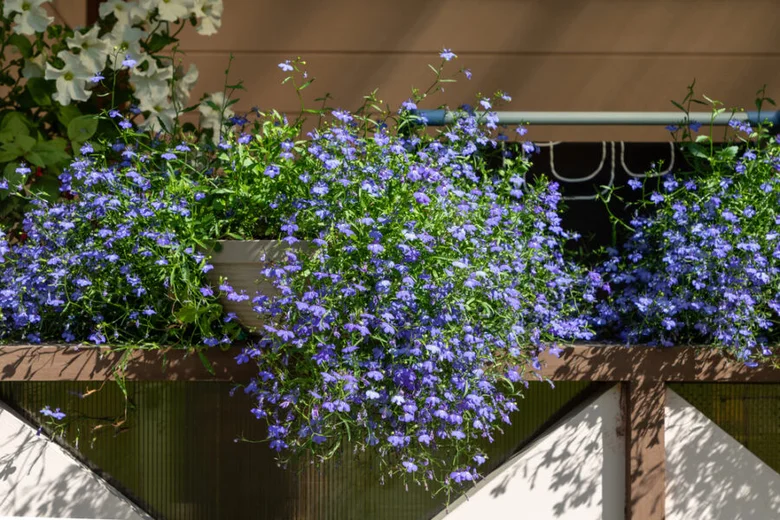 Hanging blue flowers in shade