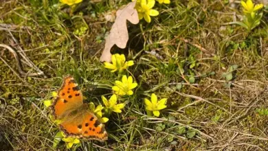 Oranžová motýlka sedí na žlutých jarních květinách.