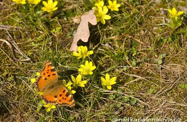 Oranžová motýlka sedí na žlutých jarních květinách.