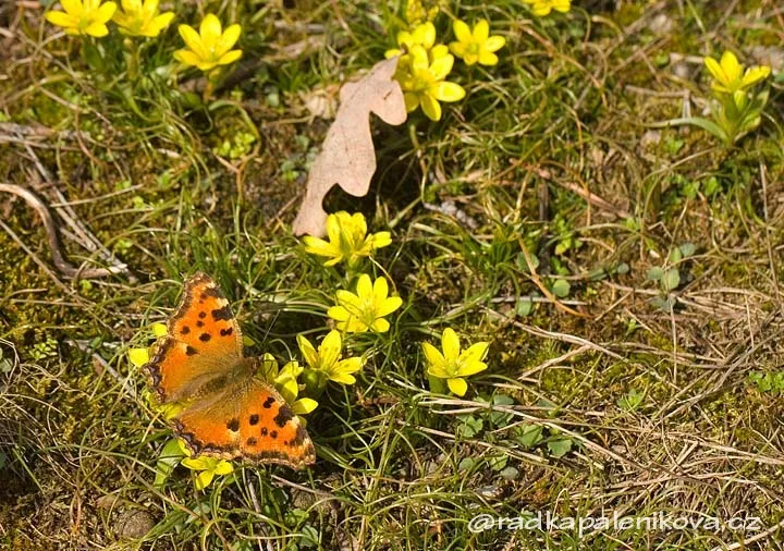 Oranžová motýlka sedí na žlutých jarních květinách.