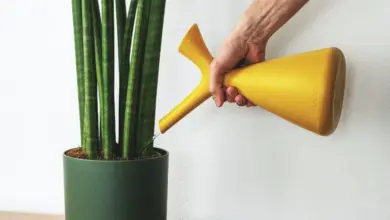 Zelená rostlina tchýnin jazyk se zalévá žlutou konví.
