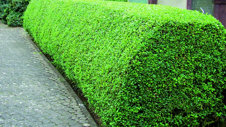 Trimmed hedge row