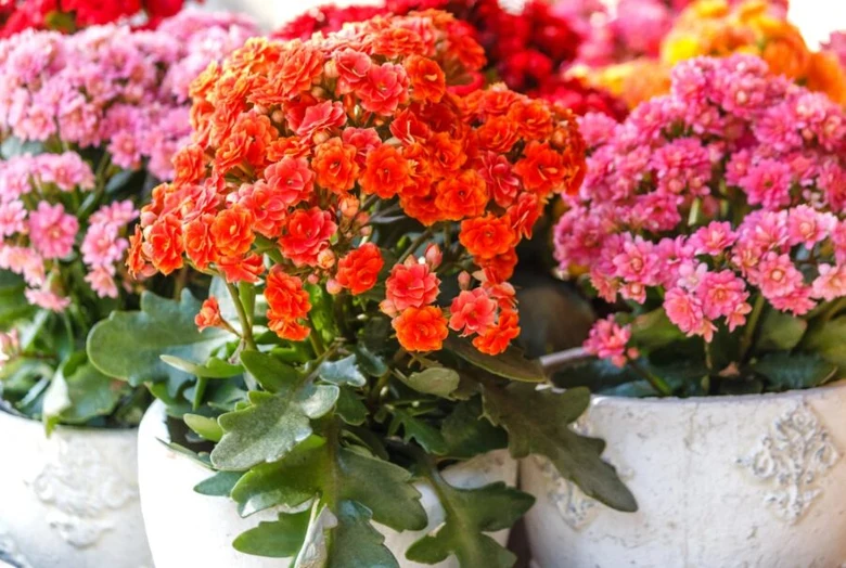 Kalanchoe kvetoucí v hrnci s barevnými listy