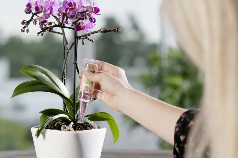 Osoba podává tekutinu do kvetoucí orchideje kapátkem.