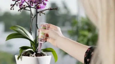 Osoba podává tekutinu do kvetoucí orchideje v bílém hrnci.