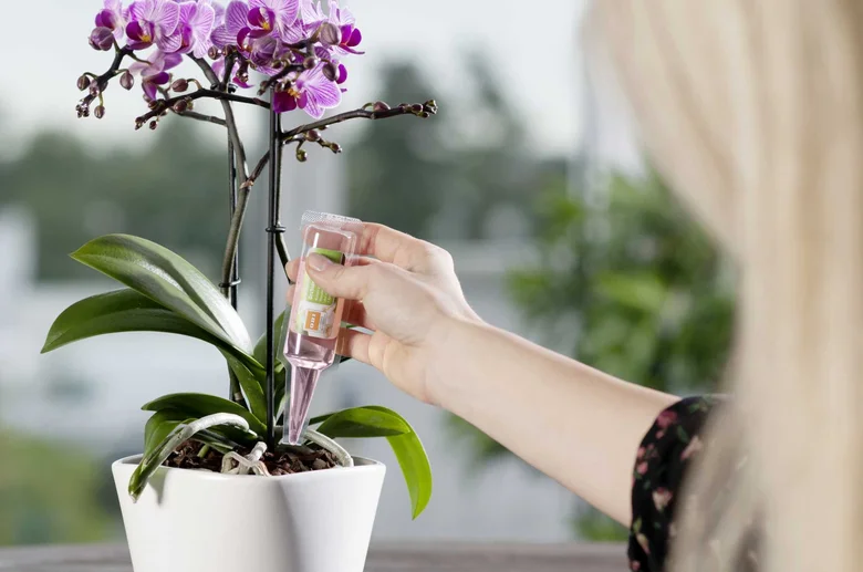 Osoba podává tekutinu do kvetoucí orchideje v bílém hrnci.