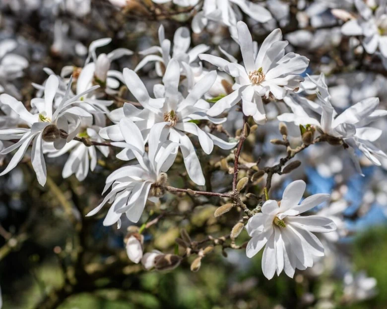 Bílé květy magnolie Stárcové na větvi v plném slunci.