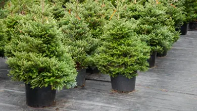 Potted conifer plants in rows