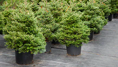 Potted conifer plants in rows