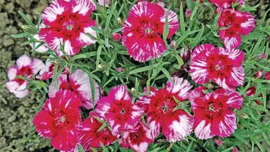 Rozkvetlé růžové květy karafiátu Dianthus caryophyllus na zelených listech.