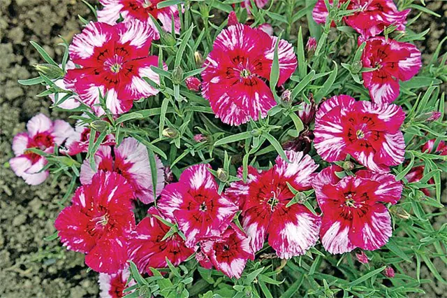 Rozkvetlé růžové květy karafiátu Dianthus caryophyllus na zelených listech.