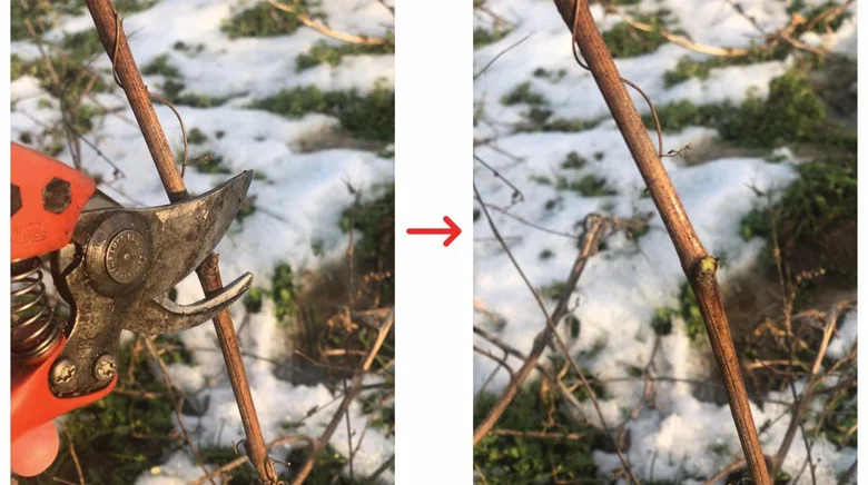 Nůžky řezou vinnou révu na sněhu - ukázka správného řezu