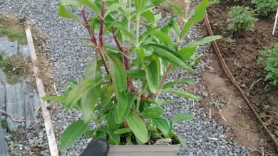 Mydlice lékařská plant in pot