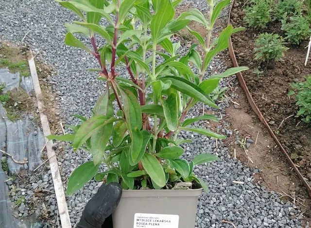 Mydlice lékařská plant in pot