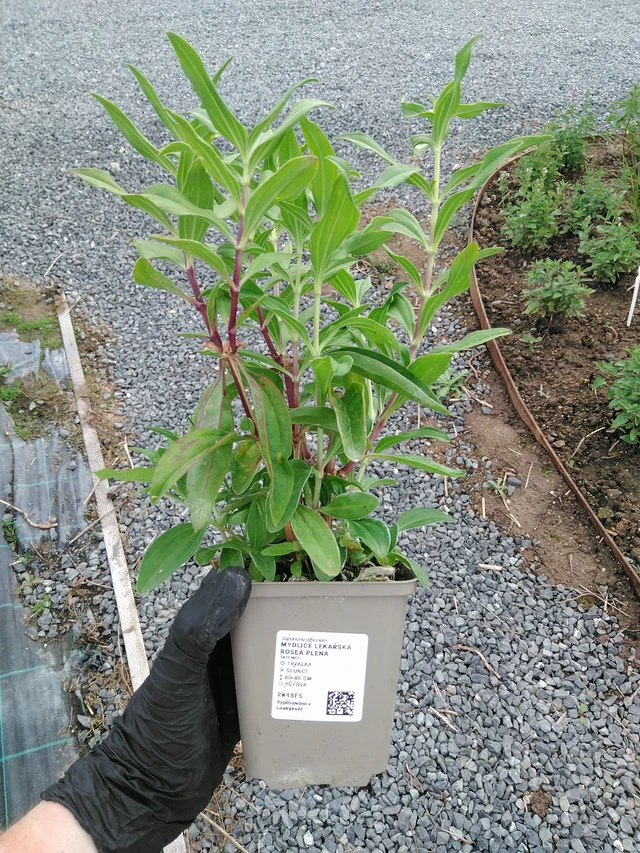 Mydlice lékařská plant in pot