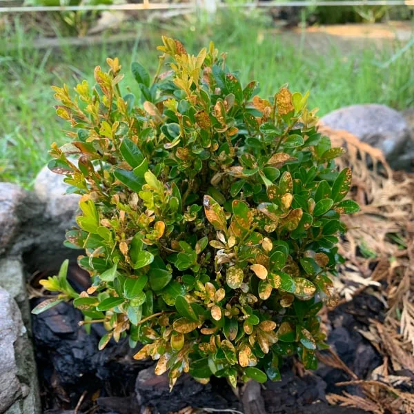Buxus s příznaky nemoci - žloutnoucí listy v zahradě.