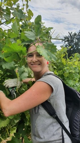 Žena řezá vinnou révu rukavicemi na vinici.