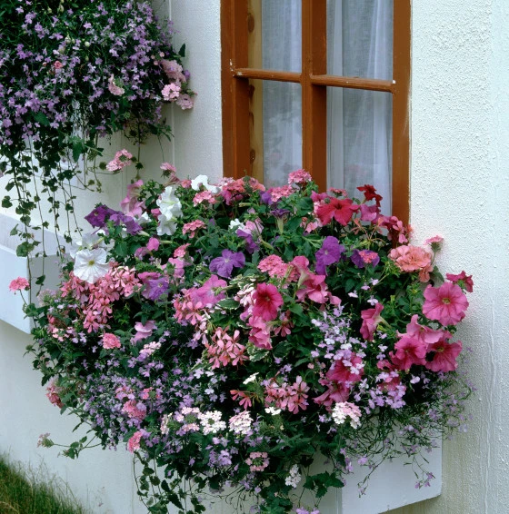 Květinový truhlík u okna s růžovými fuchsiami a dalšími květy.