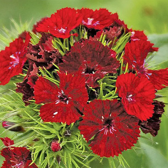 Květy karafiátu Dianthus caryophyllus v červené barvě s zelenými listy.