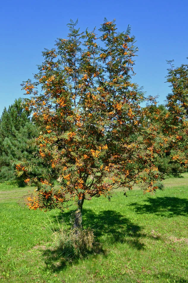 Jeřabina s oranžovými plody na zelené trávě pod modrou oblohou.