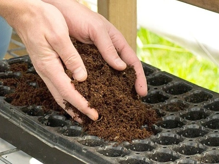 Hands holding coconut coir in seed tray