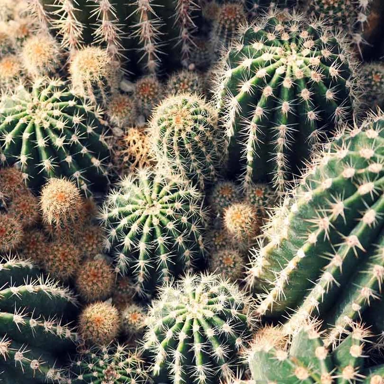 Cacti cluster close-up