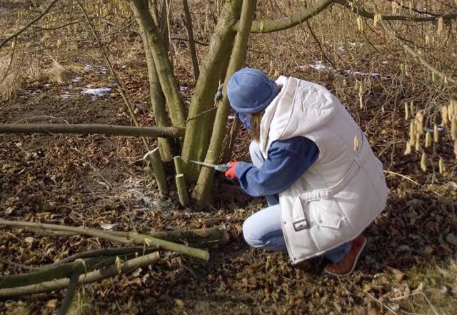 Osoba řezá větve lísky v přírodě.