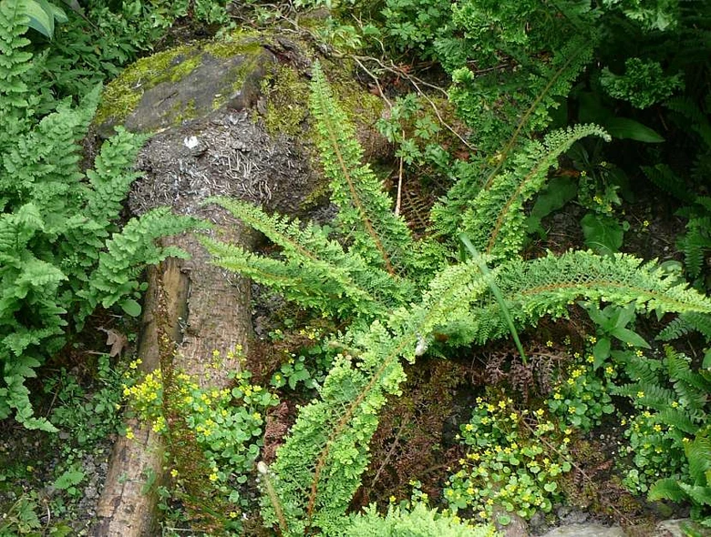 Kapradiny rostoucí na kmeni stromu a skále v přírodě.