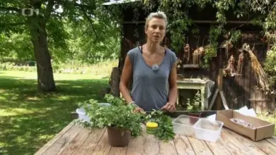 Žena s bylinkami na venkovním stole pro množení rostlin.