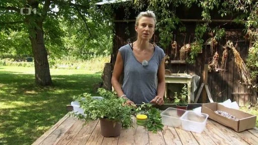 Žena s bylinkami na venkovním stole pro množení rostlin.