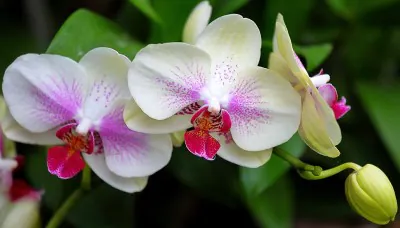 Bílé orchidee Phalaenopsis s růžovými středky v květu.