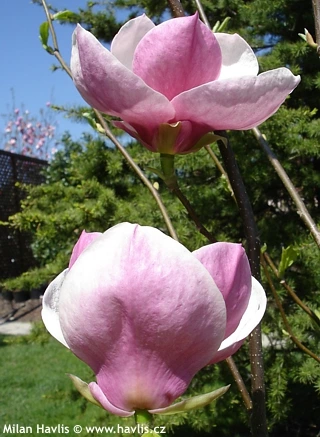 Růžové květy magnolie Soulangeana na zeleném pozadí.