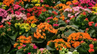 Rozmanité kvetoucí kalanchoe rostou venku v zahradě.