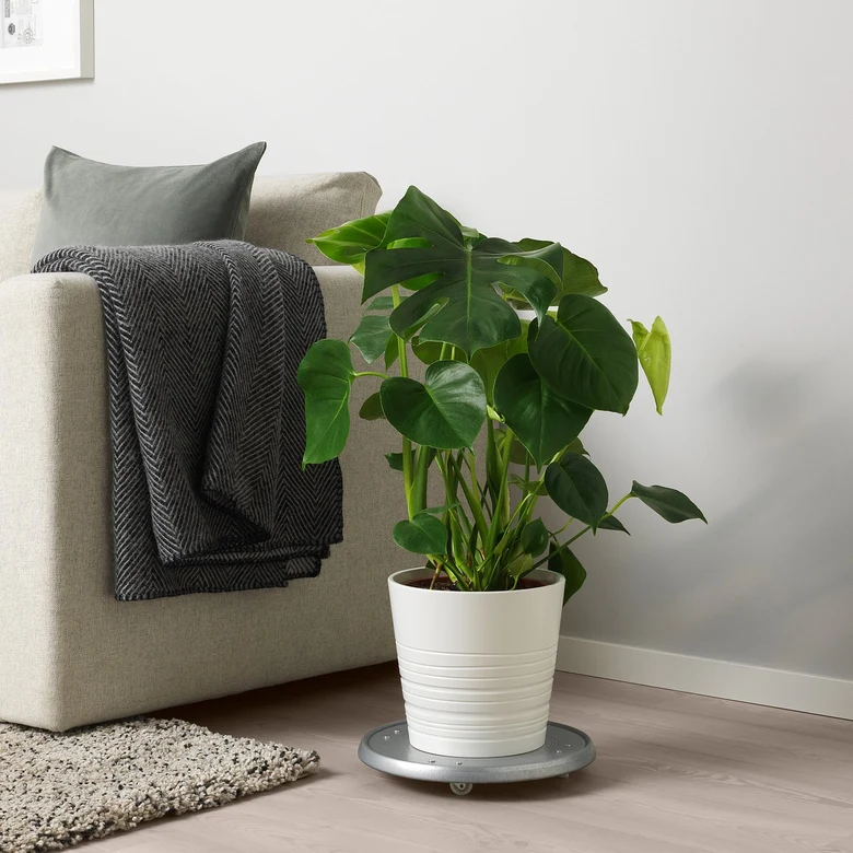 Velká monstera v bílém květináči na točícím se podstavci vedle pohovky.