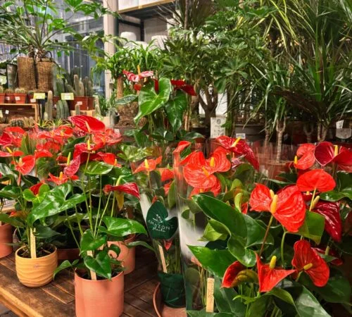Červené anthurium v hrncích mezi jinými pokojovými rostlinami.