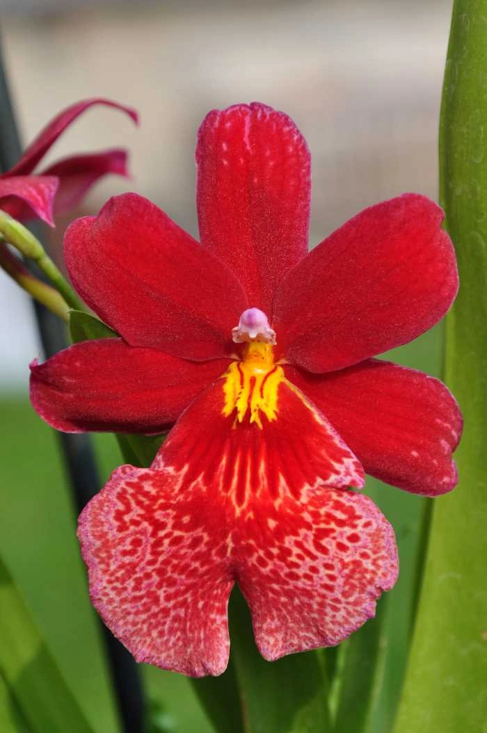 Květ červené pokojové orchideje s žlutými skvrnami na pysku.