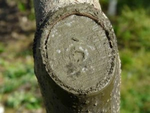 Příčný řez větve ořešáku ukazující dřevinu po úhynovém střižení.