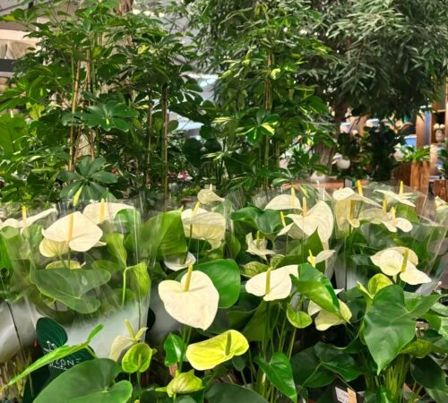 Bílé anthurium v květináčích mezi zelenou vegetací uvnitř.