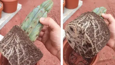Rozvinutý kořenový systém kaktusu San Pedro při přesazování